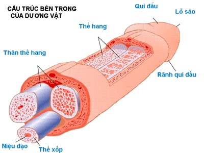 gel tăng kích thước dương vật black man