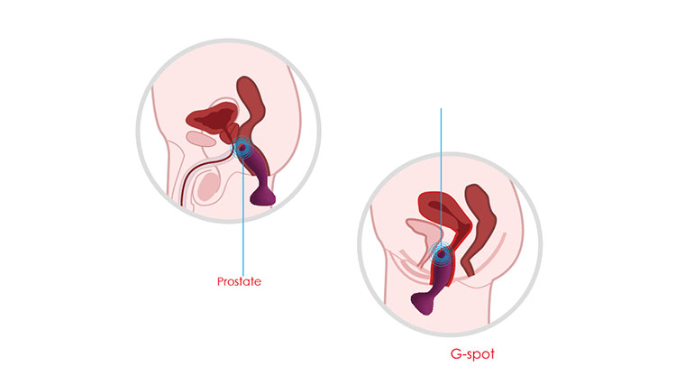 Máy rung hậu môn Svakom Julie